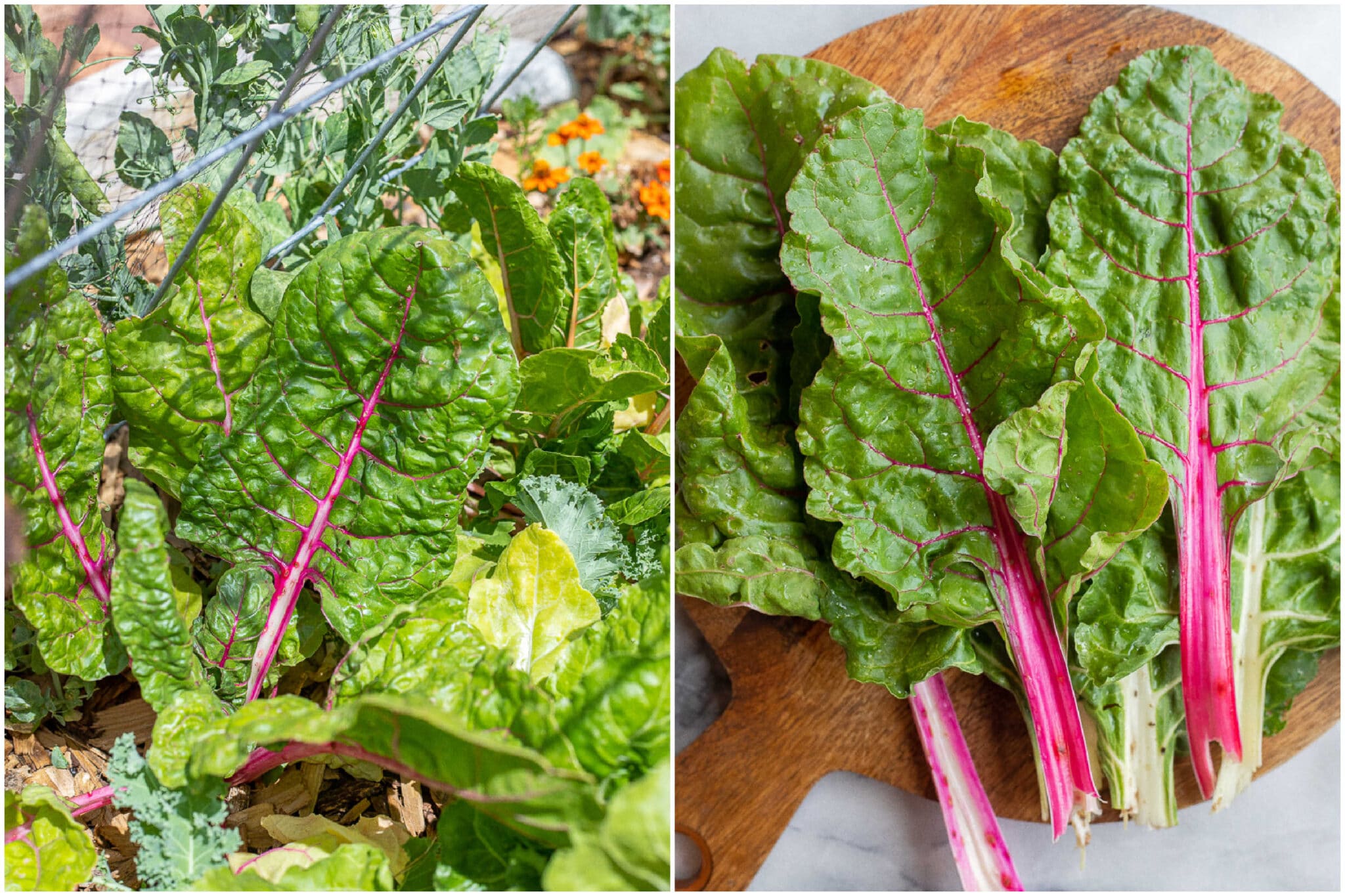 swiss chard growing in a garden and on a cutting board